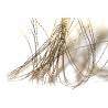 boucle d'or